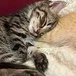 Cat, Felidae, Carnivore, Small To Medium-sized Cats, Whiskers, Grey, Comfort, Snout, Close-up, Paw, Furry friends, Domestic Short-haired Cat, Tail, Terrestrial Animal, Nap, Sleep, Claw