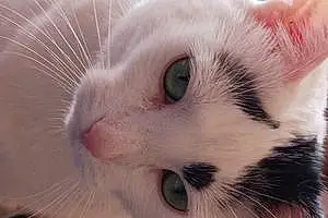 Name American Shorthair Cat Emmy