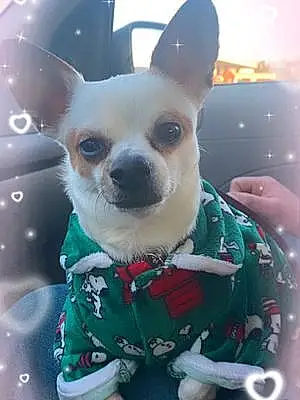 Chihuahua Dog Payson