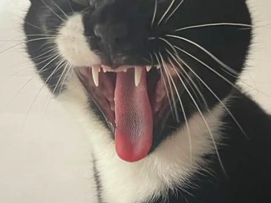 Nose, Head, Cat, Eyes, Fang, Jaw, Felidae, Small To Medium-sized Cats, Carnivore, Yawn, Whiskers, Tooth, Snout, Close-up, Furry friends, Paw, Domestic Short-haired Cat, Tail, Black cats, Window