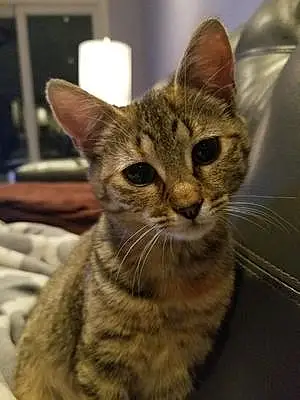 Name Cat Chelsea