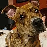 Dog, Carnivore, Dog breed, Fawn, Companion dog, Whiskers, Ear, Snout, Collar, Furry friends, Canidae, Event, Guard Dog, Treeing Tennessee Brindle, Non-sporting Group, Ancient Dog Breeds