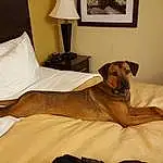 Dog, Comfort, Picture Frame, Wood, Dog breed, Carnivore, Fawn, Companion dog, Hardwood, Working Animal, Chair, Curtain, Room, Lamp, Tail, House, Linens, Bed