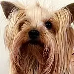 Dog, Carnivore, Dog breed, Liver, Ear, Companion dog, Fawn, Toy Dog, Snout, Yorkshire Terrier, Blond, Furry friends, Dog Supply, Working Animal, Small Terrier, Terrier, Terrestrial Animal, Canidae, Fashion Accessory