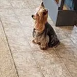 Brown, Dog, Dog breed, Wood, Carnivore, Road Surface, Companion dog, Fawn, Window, Liver, Tile Flooring, Beige, Snout, Working Animal, Dog Supply, Canidae, Small Terrier, Toy Dog