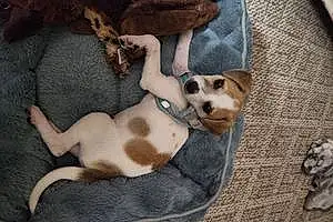 Name Chihuahua Dog Ceasar