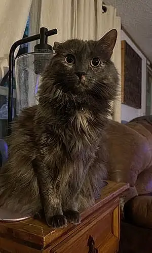 Oriental Longhair Cat Lola Jean