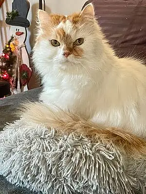 Name Persian Cat Gidget