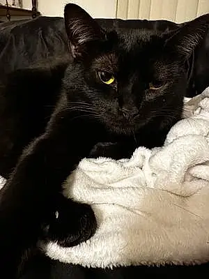 Name Cat Elvira