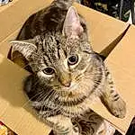 Cat, Felidae, Carnivore, Small To Medium-sized Cats, Whiskers, Ear, Snout, Furry friends, Domestic Short-haired Cat, Paw, Box, Claw