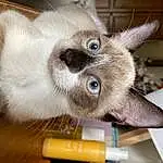 Cat, Carnivore, Felidae, Siamese, Small To Medium-sized Cats, Whiskers, Fawn, Snout, Balinese, Cat Supply, Domestic Short-haired Cat, Furry friends, Thai, Birman, Hardwood, Varnish, Cat Bed, Wood