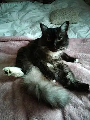 Scottish Fold Cat Milo