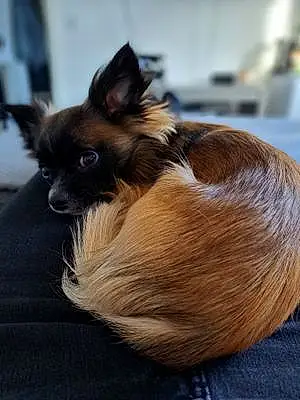 Name Chihuahua Dog Grogu