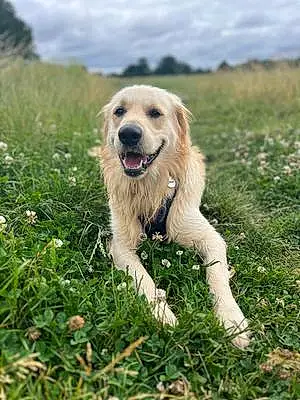 Name Golden Retriever Dog Clive