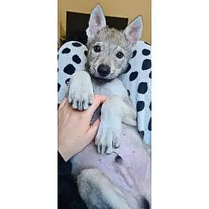 Name Czech Wolfdog Dog Alpha