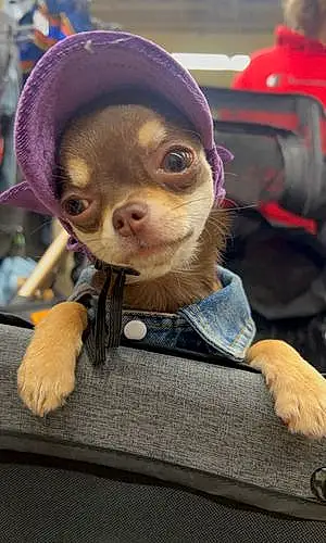 Name Chihuahua Dog Bean
