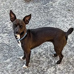 Name Chihuahua Dog Bebe