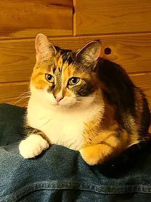 Name American Shorthair Cat Sophie