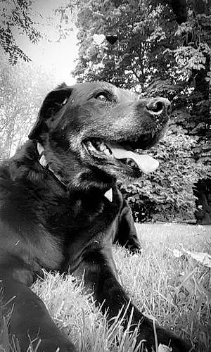 Name Labrador Retriever Dog Brian