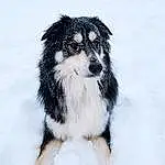 Dog, Dog breed, Carnivore, Snow, Companion dog, Snout, Whiskers, Winter, Canidae, Terrestrial Animal, Toy Dog, Herding Dog, Working Animal, Furry friends, Working Dog, Tail, Ancient Dog Breeds, Australian Shepherd, Non-sporting Group