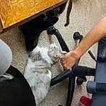 Comfort, Carnivore, Wood, Human Leg, Auto Part, Automotive Tire, Felidae, Cat, Companion dog, Thigh, Vehicle Door, Chair, Furry friends, Automotive Exterior, Lap, Small To Medium-sized Cats, Domestic Short-haired Cat, Dog breed, Bicycle Handlebar, Tail