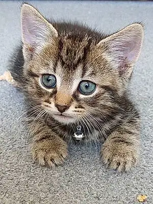 Name Cat Biscuit