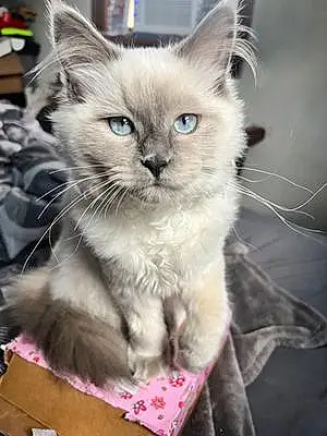 Ragdoll Cat Maddie Mae
