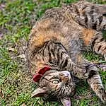 Cat, Eyes, Carnivore, Felidae, Small To Medium-sized Cats, Plant, Grass, Whiskers, Fawn, Terrestrial Animal, Snout, Tail, Groundcover, Domestic Short-haired Cat, Furry friends, Tree, Paw, Claw, Natural Material