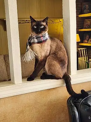 Name Siamese Cat Beau
