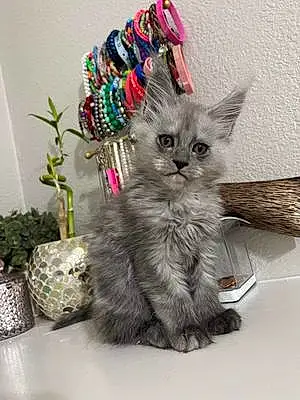 Name Maine Coon Cat August