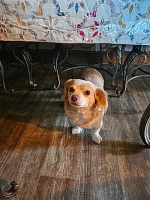 Chihuahua Dog Pete