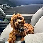 Glasses, Dog, Car, Carnivore, Dog breed, Car Seat Cover, Vroom Vroom, Vehicle Door, Fawn, Companion dog, Car Seat, Door, Vehicle, Toy Dog, Water Dog, Radio, Auto Part, Automotive Exterior, Poodle, Comfort