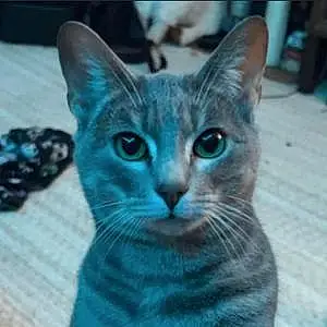 Russian Blue Cat Merlin