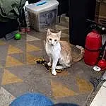 Cat, Felidae, Whiskers, Carnivore, Small To Medium-sized Cats, Road Surface, Fawn, Gas, Tail, Sidewalk, Box, Asphalt, Companion dog, Luggage And Bags, Furry friends, Domestic Short-haired Cat, Bag, Plastic Bag