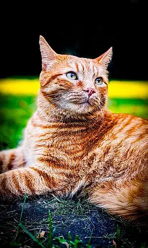 Name Egyptian Mau Cat Andy