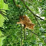 Plant, Felidae, Carnivore, Terrestrial Plant, Fawn, Cat, Groundcover, Tree, Terrestrial Animal, Grass, Trunk, Flowering Plant, Tail, Twig, Jungle, Herb, Forest, Shrub, Small To Medium-sized Cats, Plant Stem