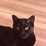 Head, Cat, Felidae, Carnivore, Bombay, Small To Medium-sized Cats, Whiskers, Black cats, Tail, Snout, Wood, Domestic Short-haired Cat, Claw, Furry friends, Terrestrial Animal, Foot, Hardwood, Paw, Havana Brown