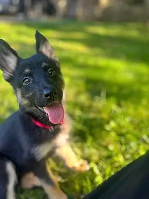 Name German Shepherd Dog Azula
