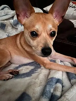Name Chihuahua Dog Graham