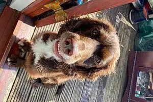 Name English Springer Spaniel Dog Chester