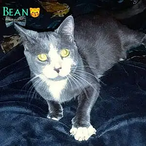 Name Russian Blue Cat Bean