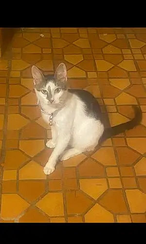 Name Cat Georgia