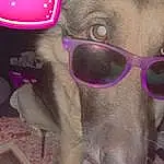 Nose, Glasses, Dog, Vision Care, Dog breed, Carnivore, Ear, Eyewear, Pink, Companion dog, Fawn, Cool, Working Animal, Snout, Personal Protective Equipment, Magenta, Sunglasses, Whiskers, Goggles