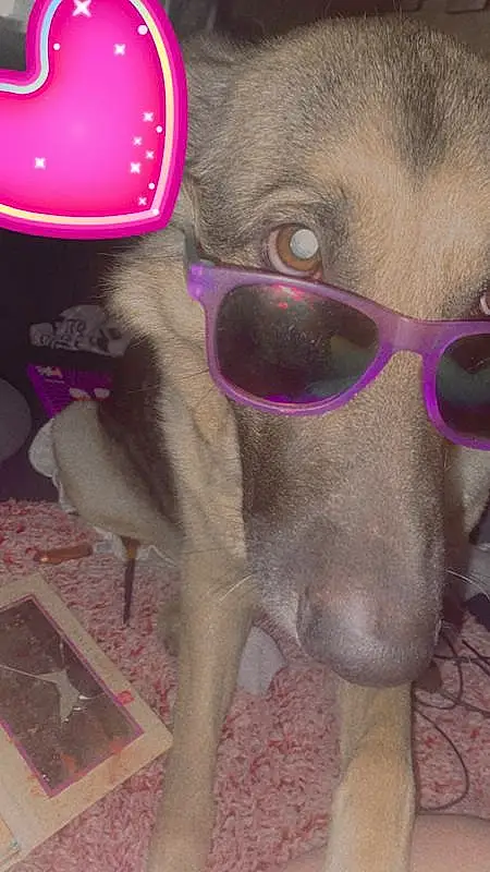 Nose, Glasses, Dog, Vision Care, Dog breed, Carnivore, Ear, Eyewear, Pink, Companion dog, Fawn, Cool, Working Animal, Snout, Personal Protective Equipment, Magenta, Sunglasses, Whiskers, Goggles