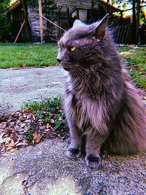 Name Oriental Longhair Cat Chevy