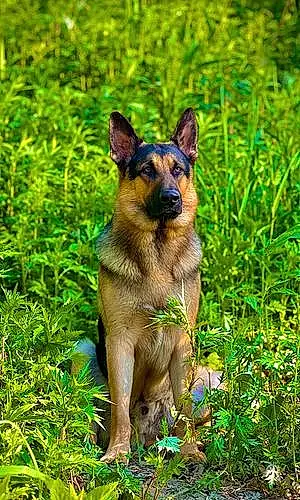 Name German Shepherd Dog Cam