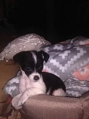 Name Chihuahua Dog Flossie