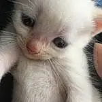 Cat, White, Nose, Whiskers, Kitten, Birman, Skin, Snout, Siamese, Ragdoll, Eyes, Balinese