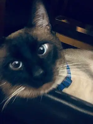 Name Siamese Cat Bogart
