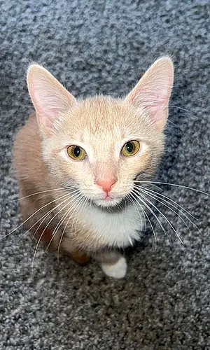 Name American Shorthair Cat George
